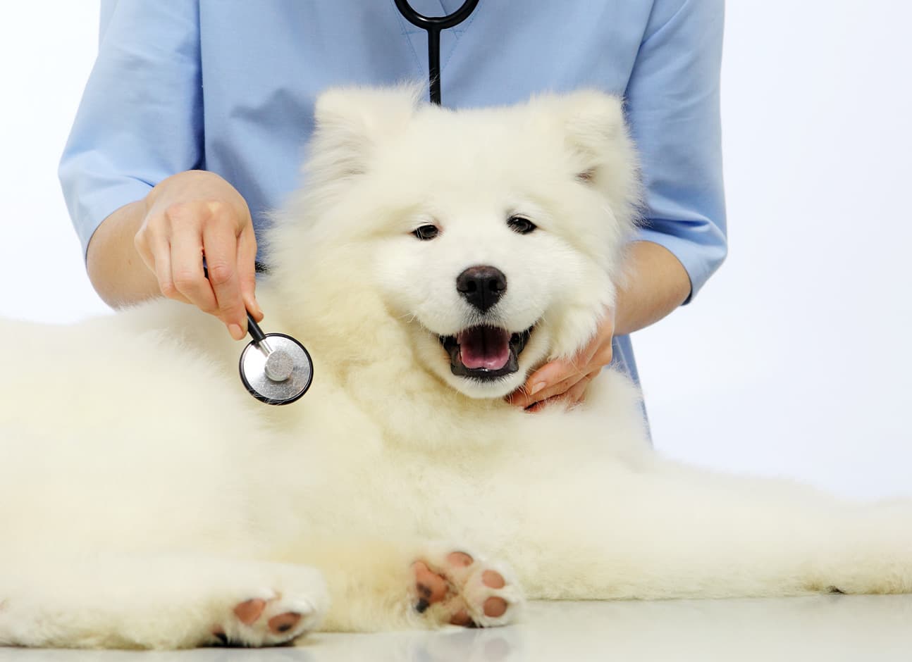 Dog stethoscope listening