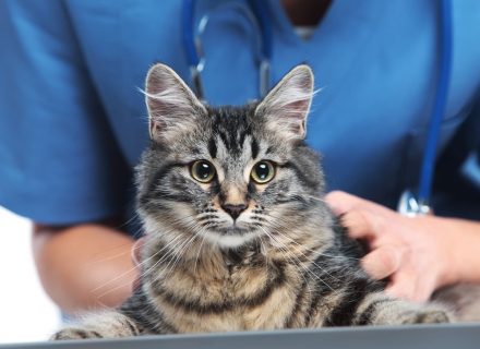 Cat with veterinarian