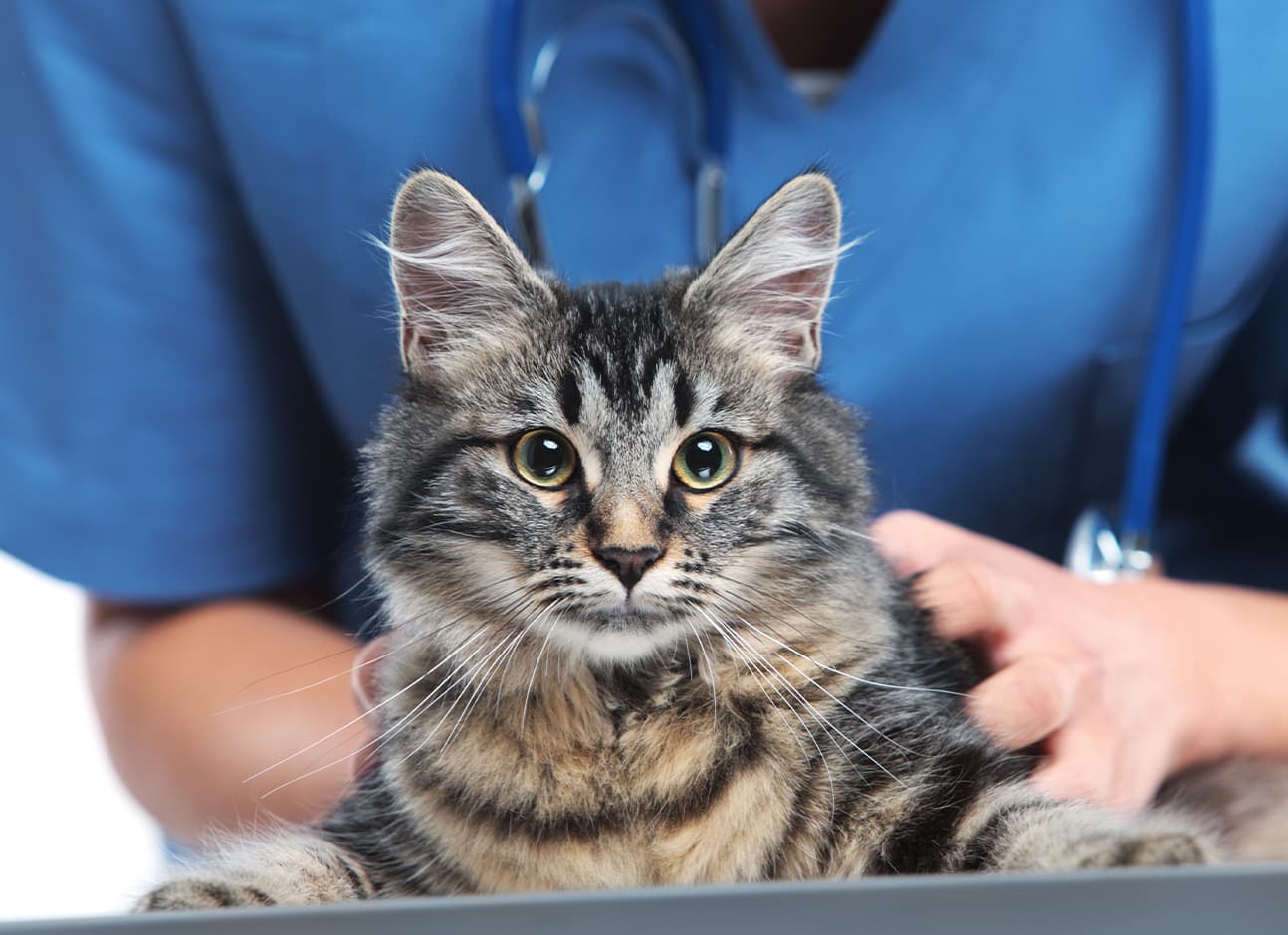 Cat with veterinarian