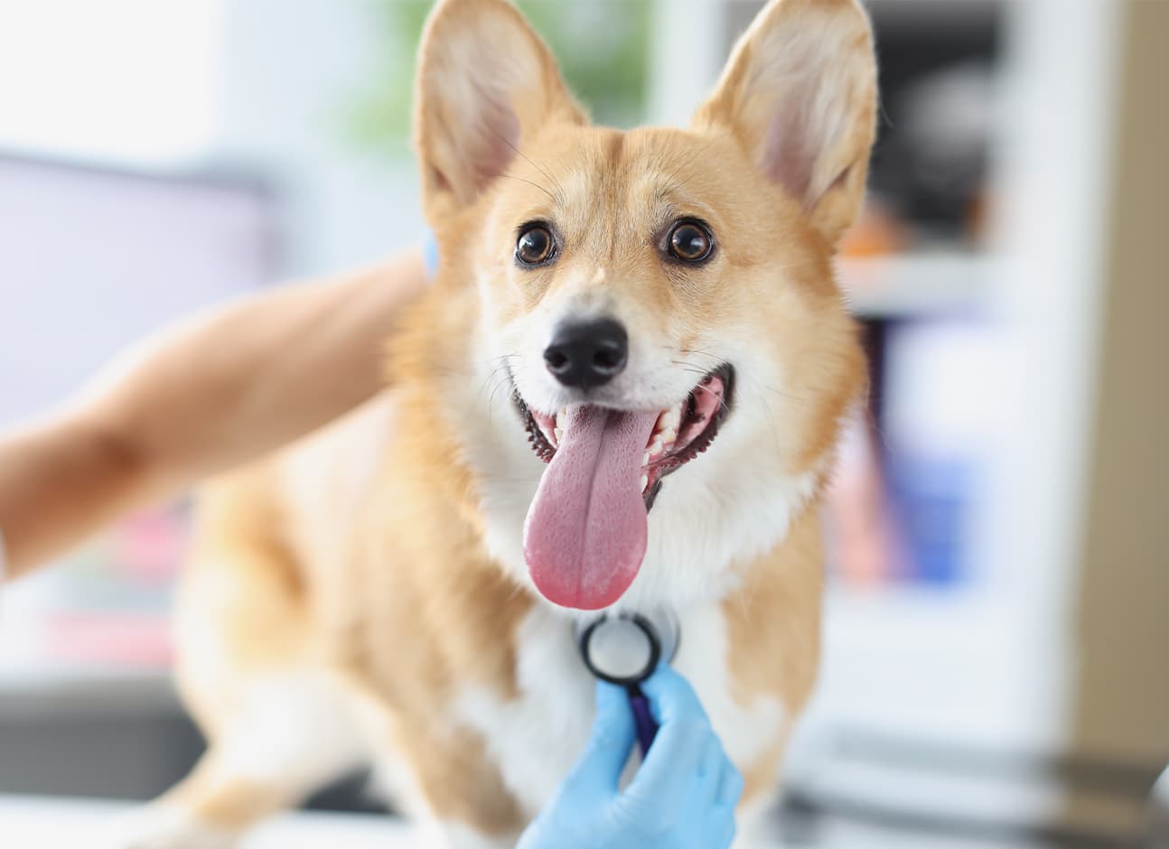 Listen to dog with a phonendoscope