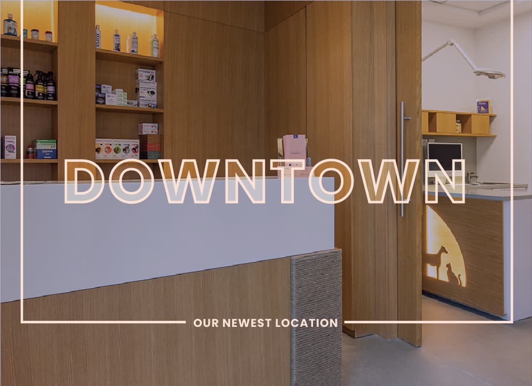 Modern Vet Downtown