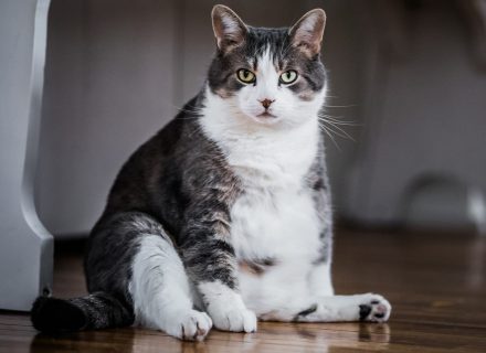 Cat sitting on floor