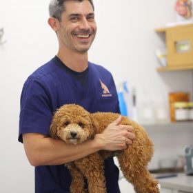 dog with vet