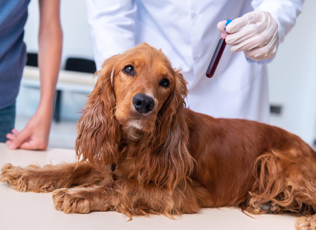 Dog blood analysis