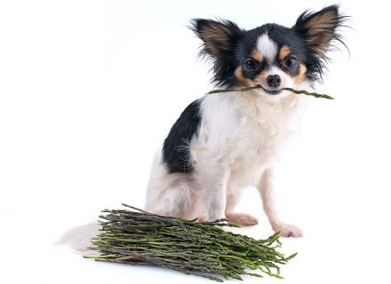 Dog with aparagus