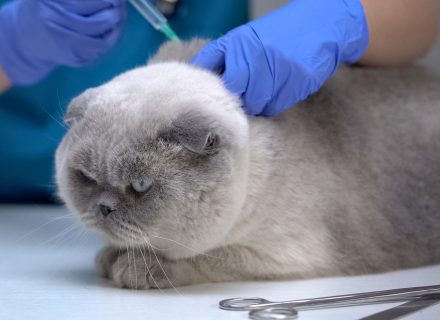 Cats vaccines