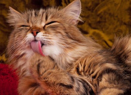 Cat licks