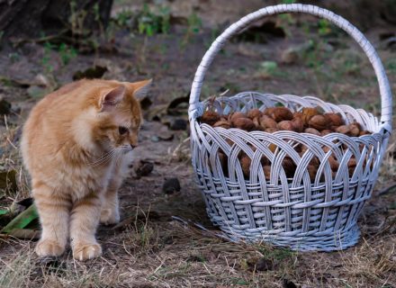 Cat with pecans