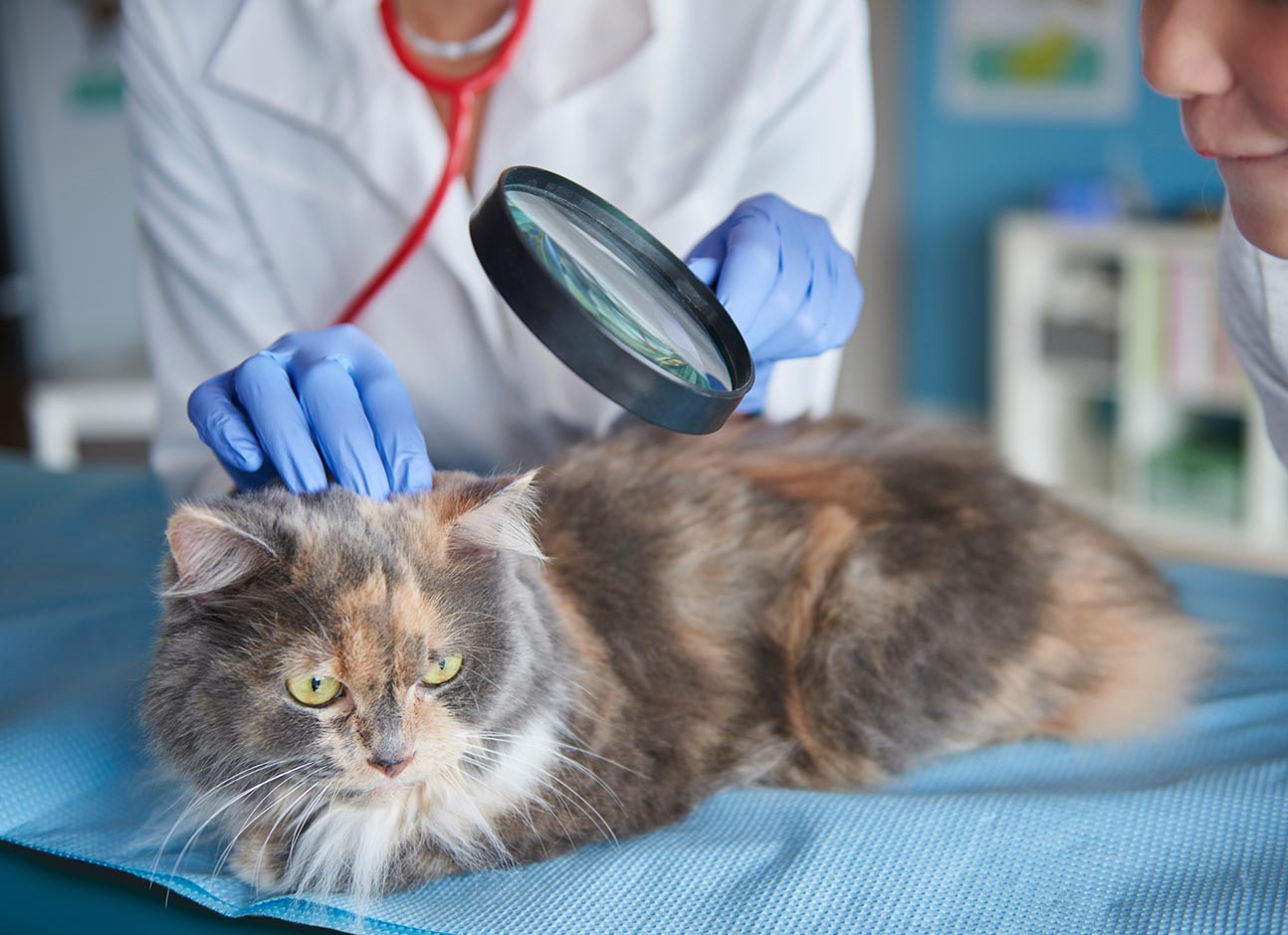 Cat skin exam