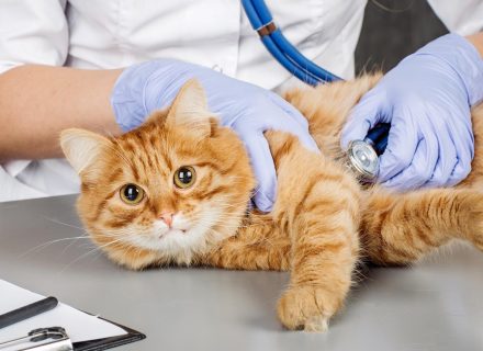 Cat on examination