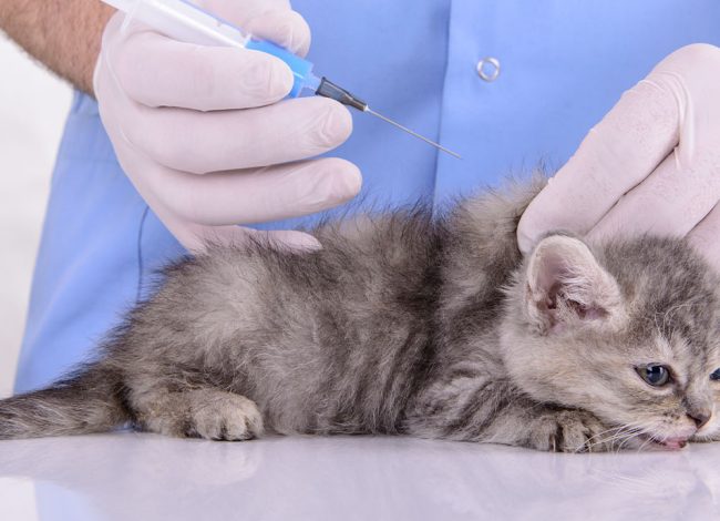 Cat vaccinations