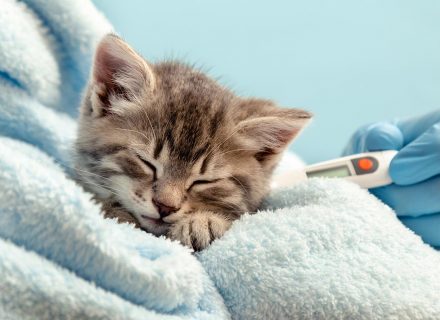 Temperature measurement for cat