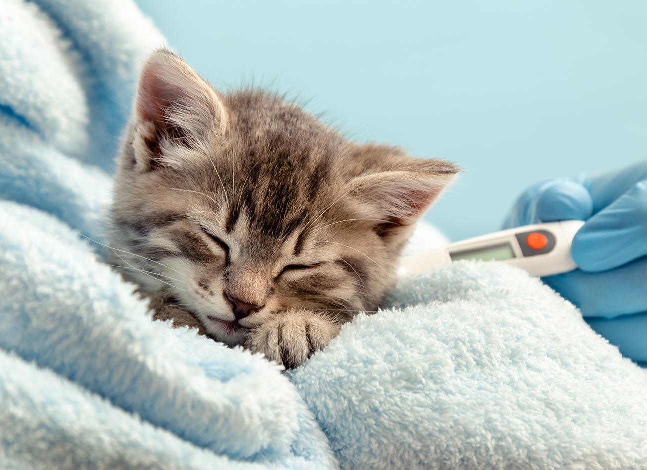 Temperature measurement for cat