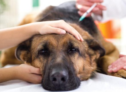 Doing vaccine for dog