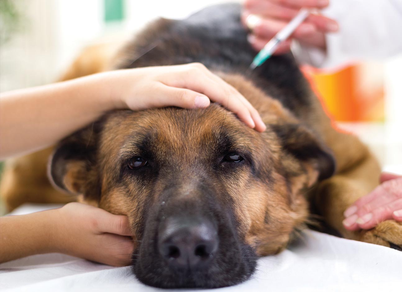 Doing vaccine for dog