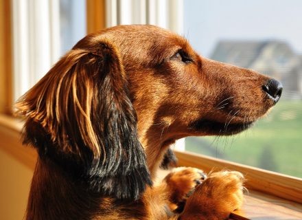 Dog looking in window