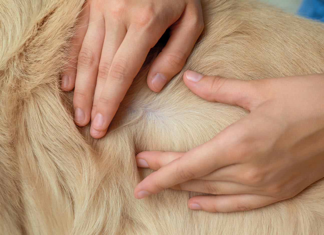 Skin exam on dog