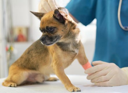 Dogs skin exam