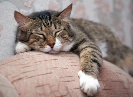 Sleeping cat
