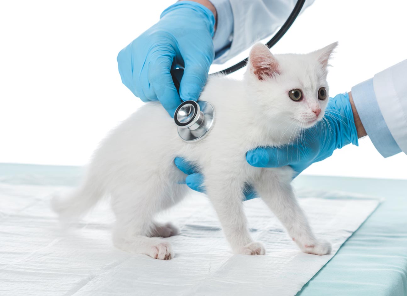 Kitty vet exam