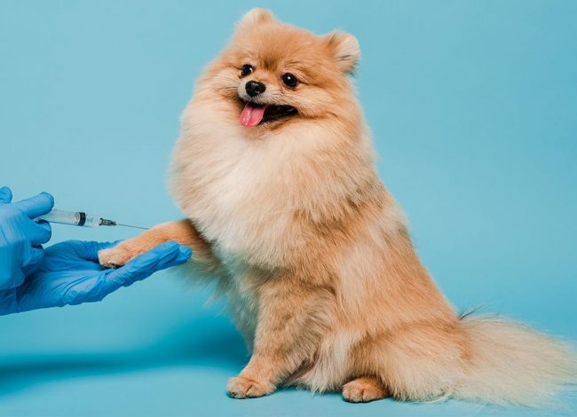 Dog vaccinations