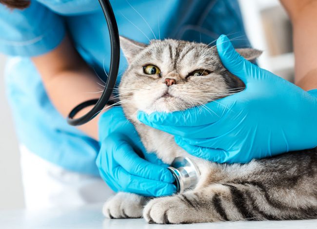 Cat on vet exam