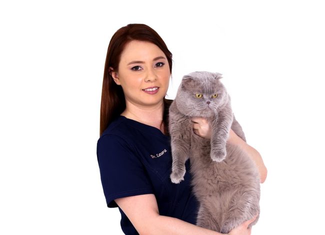 Veterinarian with cat