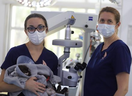 dog with veterinarians