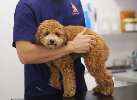 dog in vet