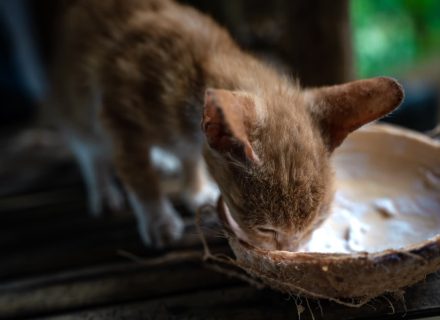 Cat and coconut water