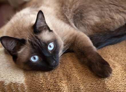 Siamese cat