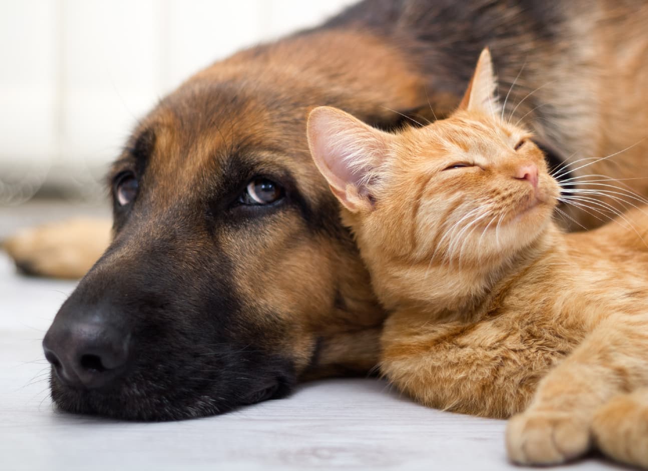 Cat and dog