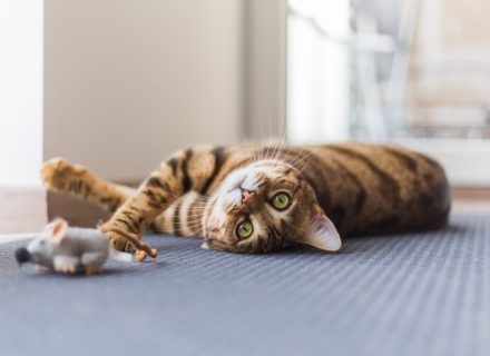 Cat with toy
