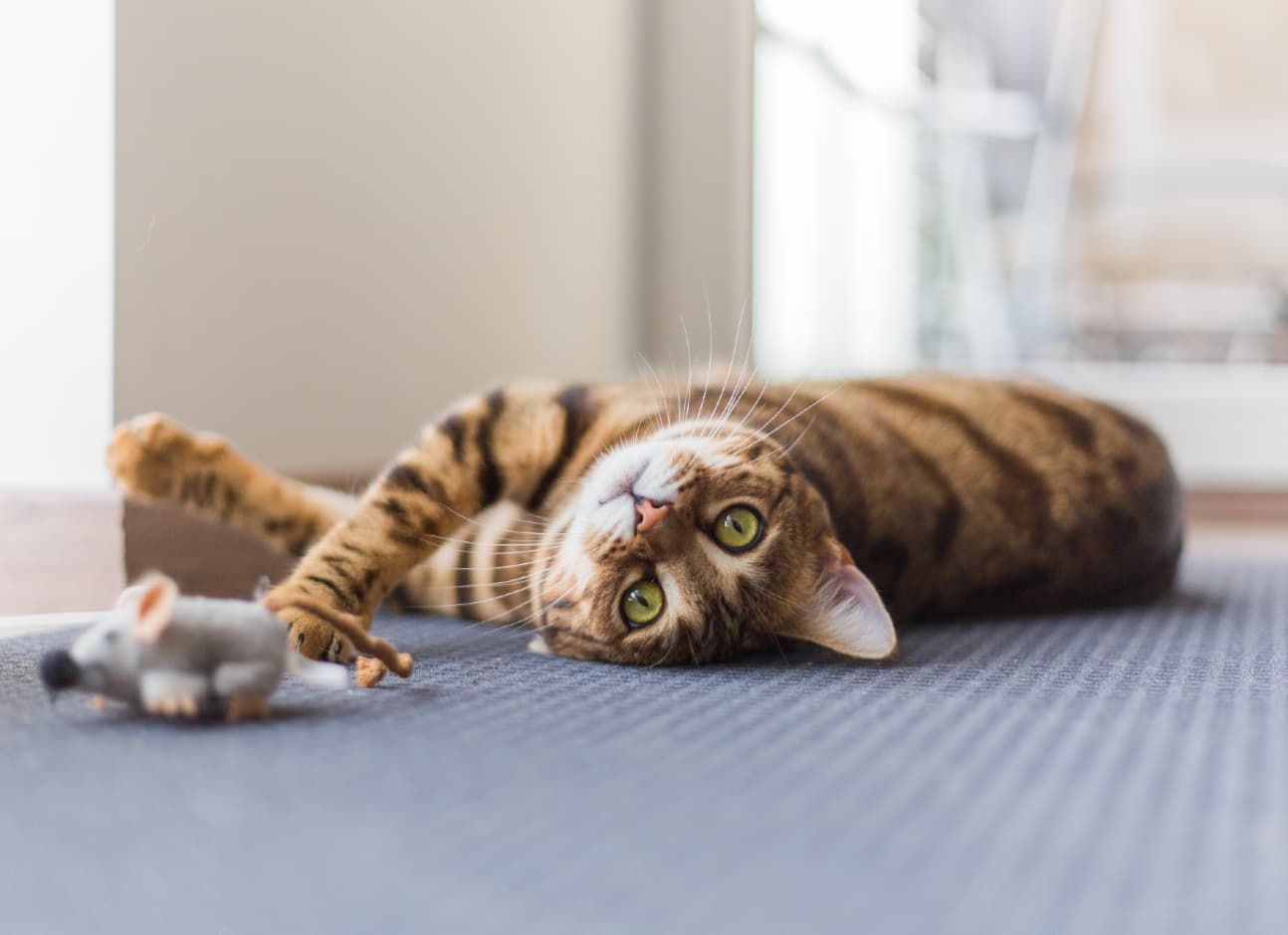 Cat with toy
