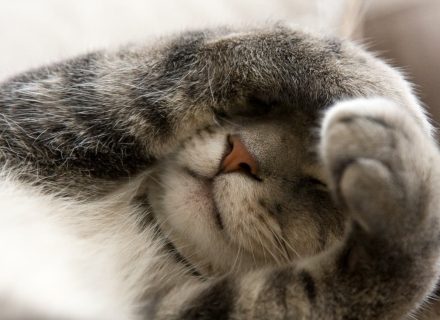 Cat cover face