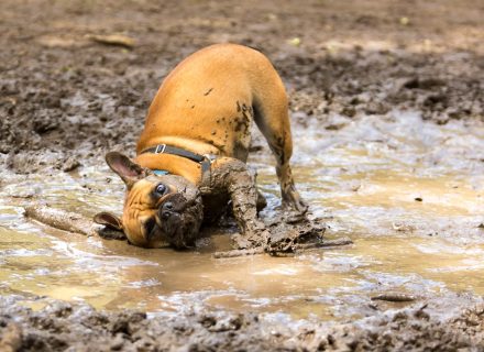 Dog in mud