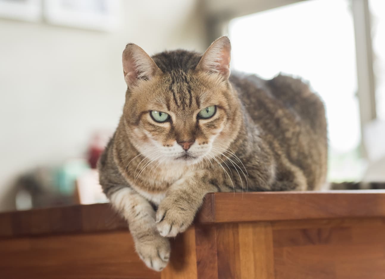 Cat on table
