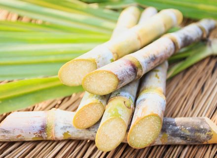 Sugar cane