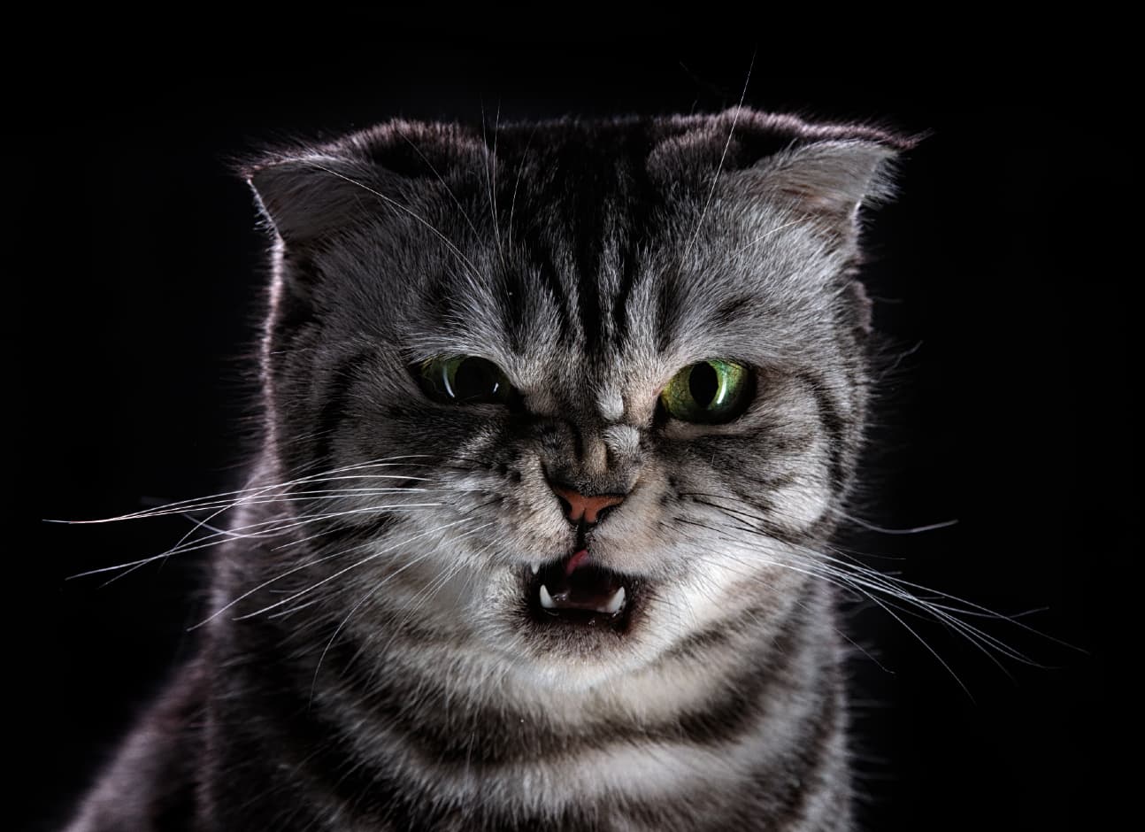Aggressive cat