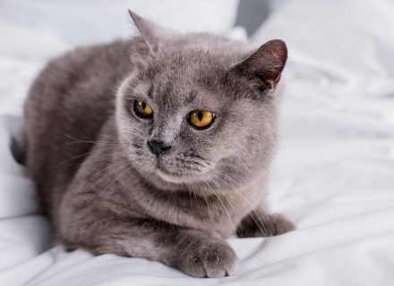 Gray cat